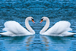 Swan Love8921213431